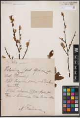 Foto von Salix aurita L.